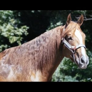 Meet your Posher, Tiea